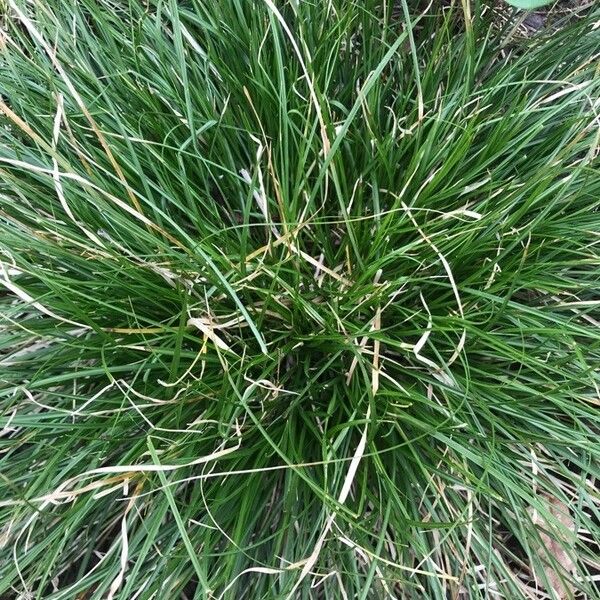 Carex paniculata Hoja