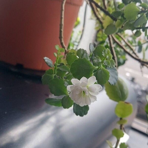 Kalanchoe crenata Lorea