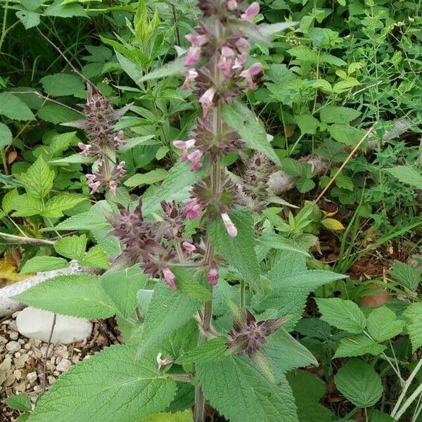 Stachys alpina Blodyn