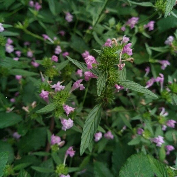 Galeopsis ladanum Blodyn