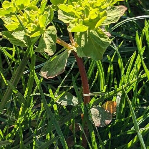 Euphorbia helioscopia ഇല