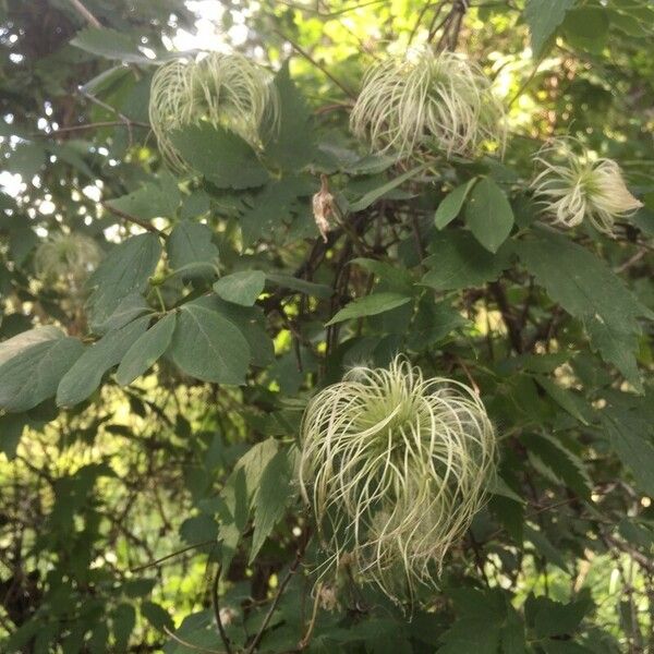 Clematis lasiantha Fruit