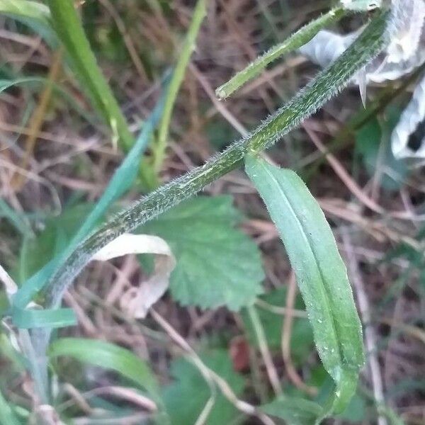 Campanula rapunculus Leaf