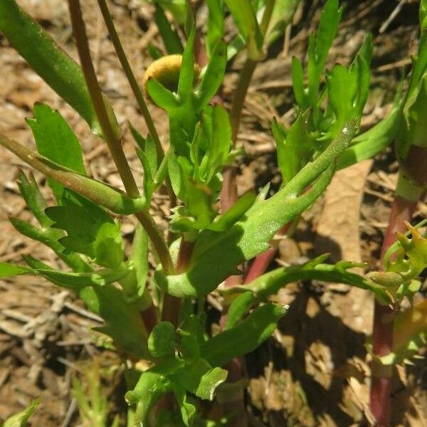 Cotula coronopifolia 叶