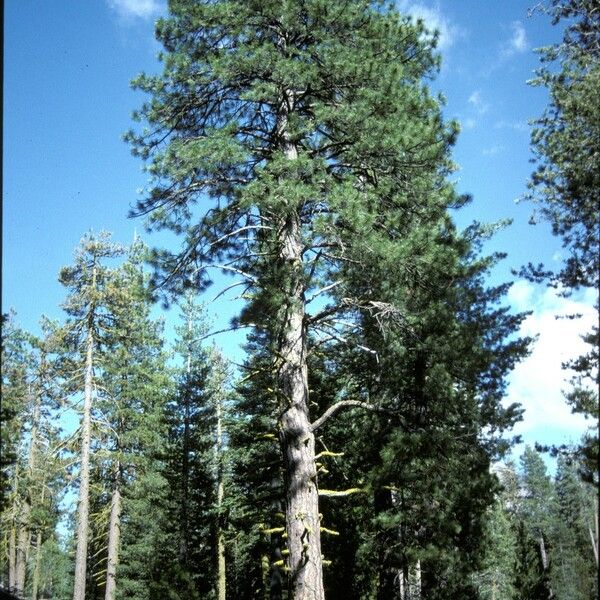 Pinus ponderosa Habitat