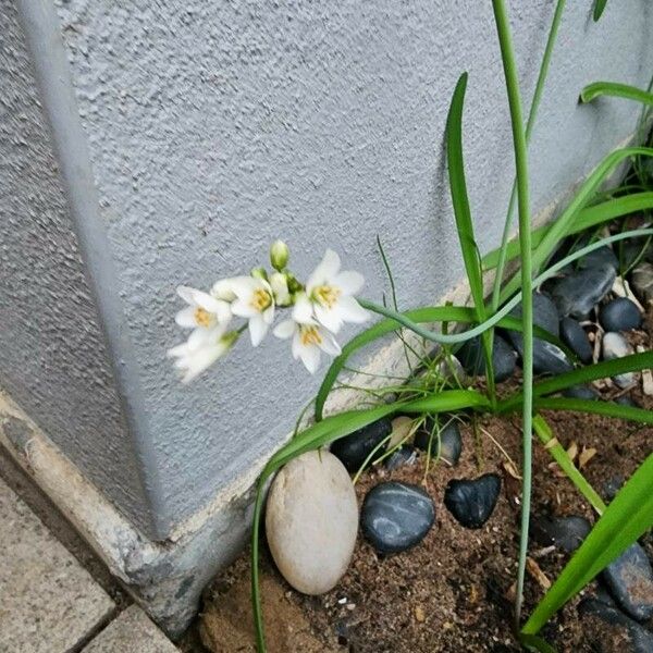 Nothoscordum borbonicum Flor