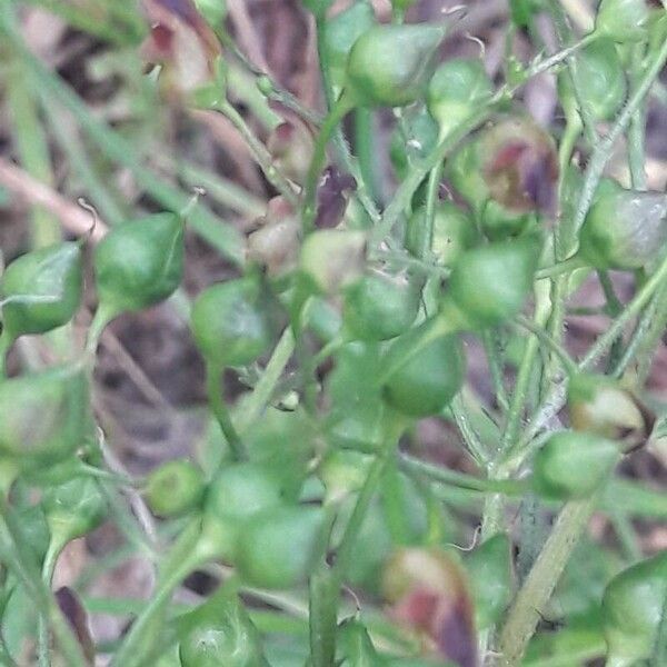 Scrophularia nodosa Fruchs