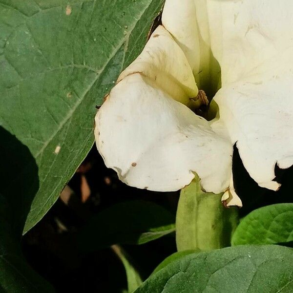 Datura innoxia Žiedas