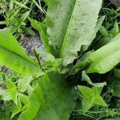 Rumex obtusifolius Φύλλο