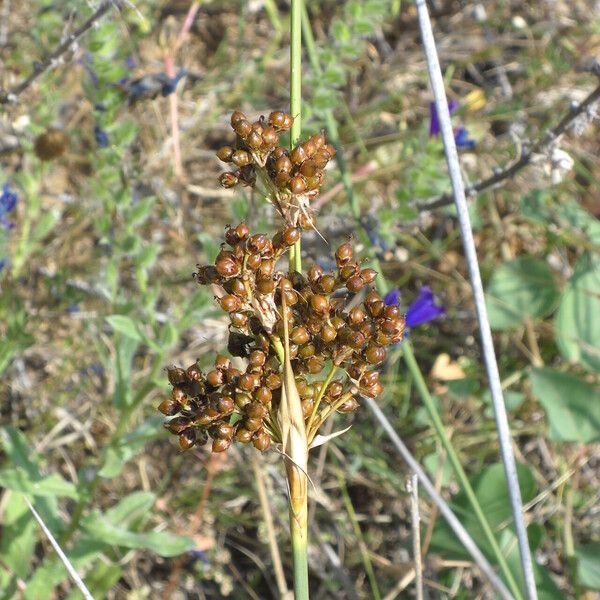 Juncus littoralis Fruto