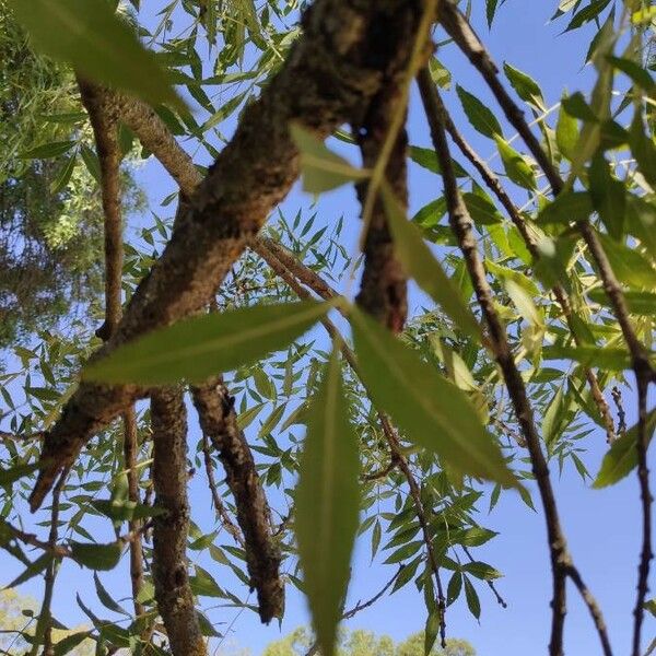 Fraxinus angustifolia Leaf