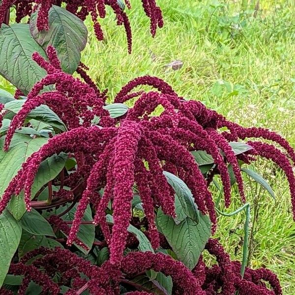 Amaranthus hypochondriacus फूल