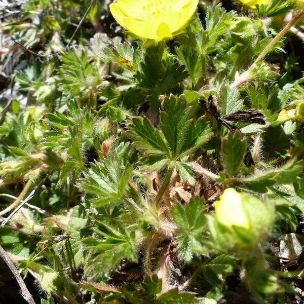 Potentilla verna Leaf