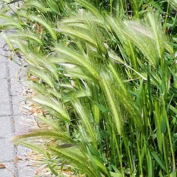 Hordeum murinum Costuma