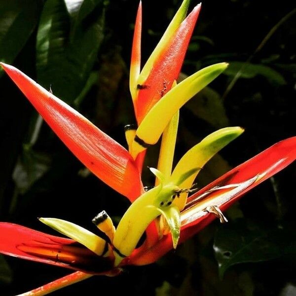 Heliconia hirsuta Цветок