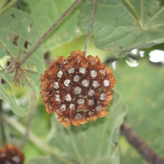 Dombeya pilosa Плод