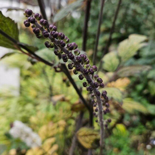 Actaea racemosa Owoc