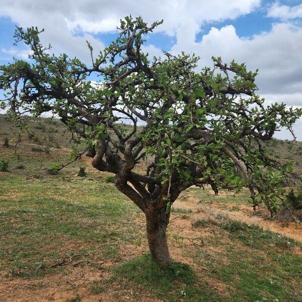 Lannea triphylla