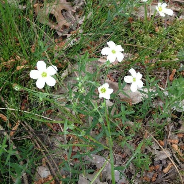 Arenaria montana Flower