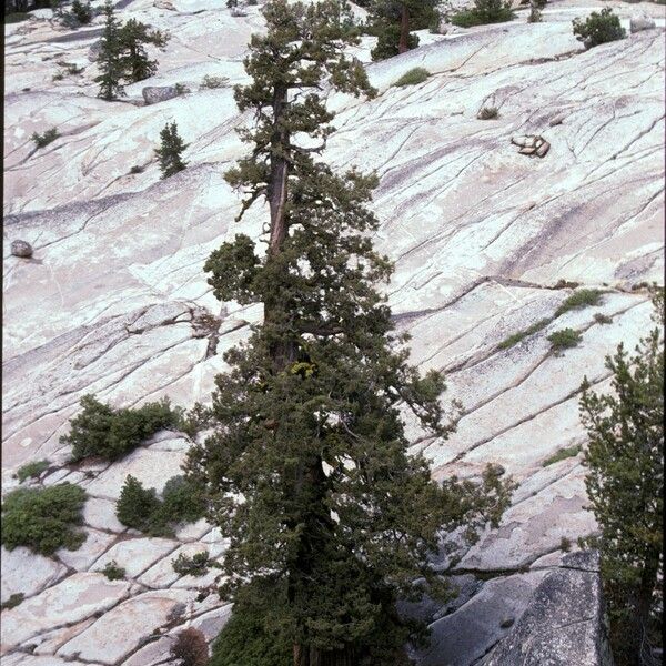 Juniperus occidentalis Характер