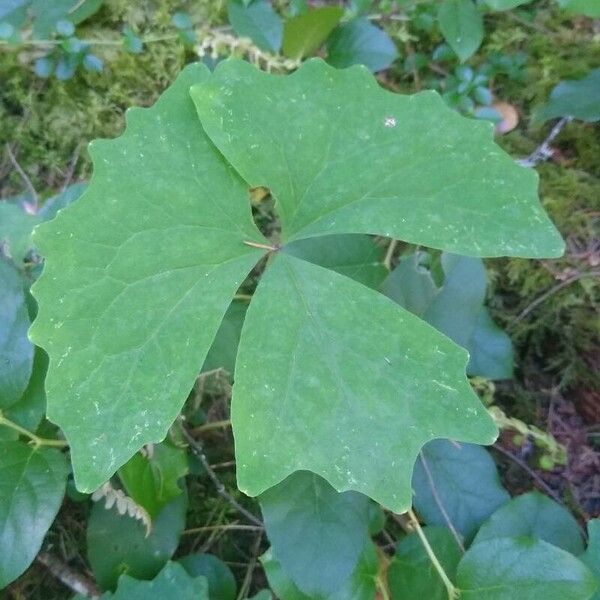 Achlys triphylla List