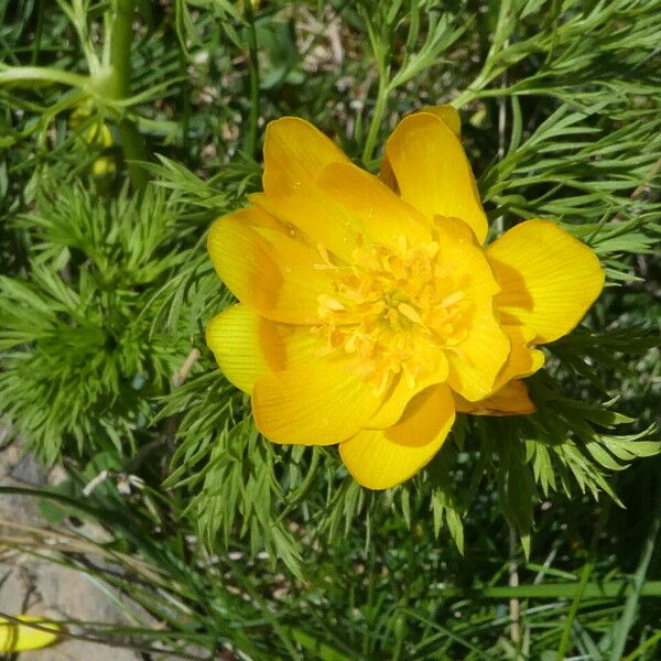 Adonis pyrenaica Λουλούδι