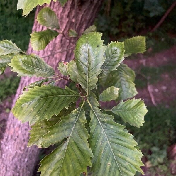 Quercus michauxii ഇല