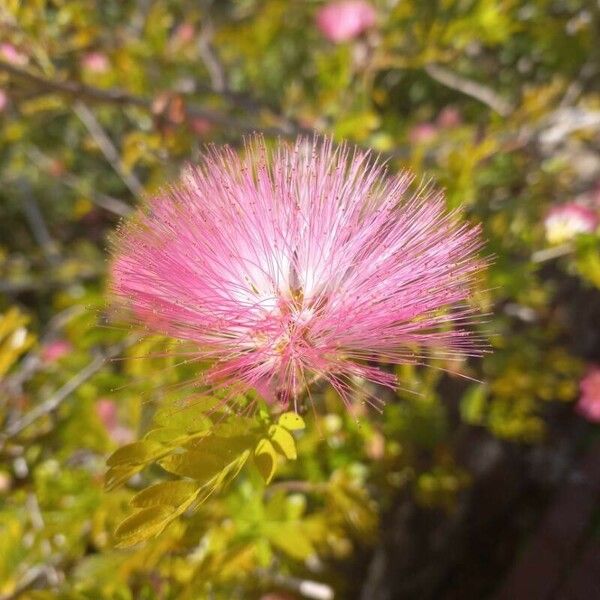 Calliandra surinamensis फूल