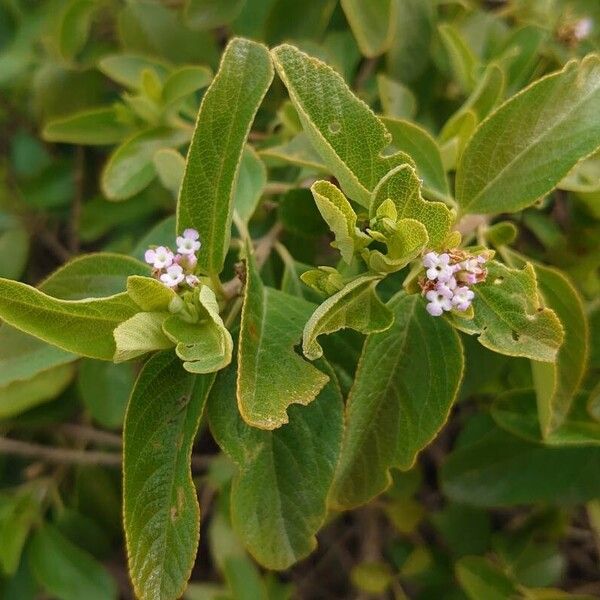 Lantana involucrata List