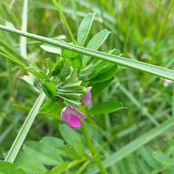 Vicia sativa Floare