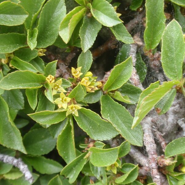 Rhamnus pumila Kukka