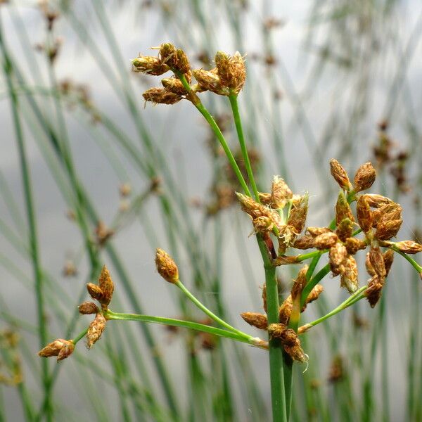 Schoenoplectus lacustris Flor