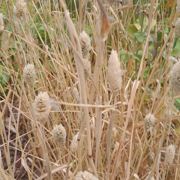 Phalaris canariensis Habit