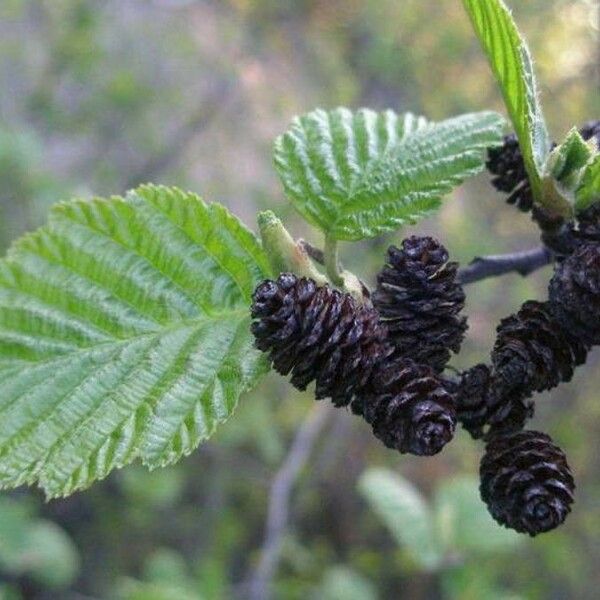 Alnus incana Frunză