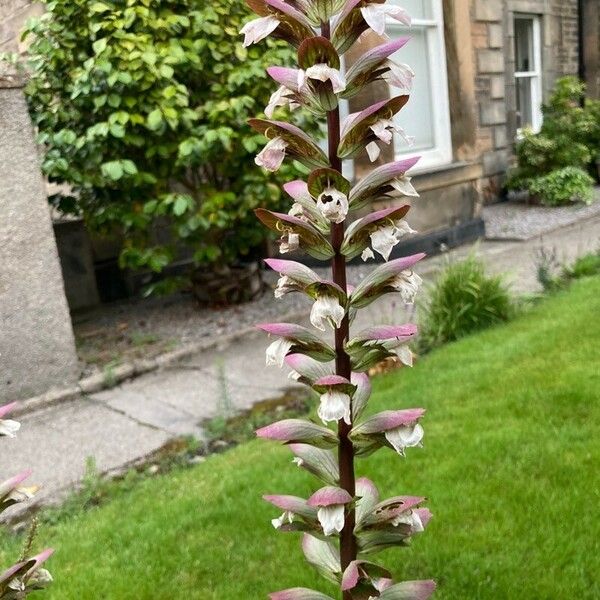 Acanthus spinosus Flor