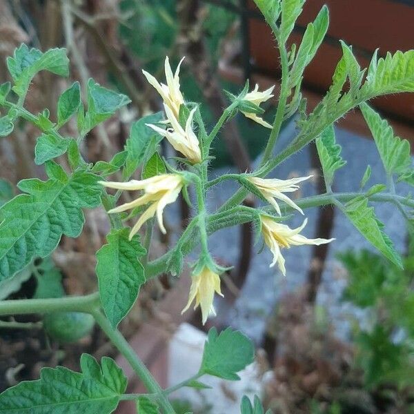 Lycopersicon esculentum Flower