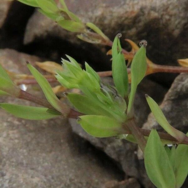 Stellaria alsine Leht