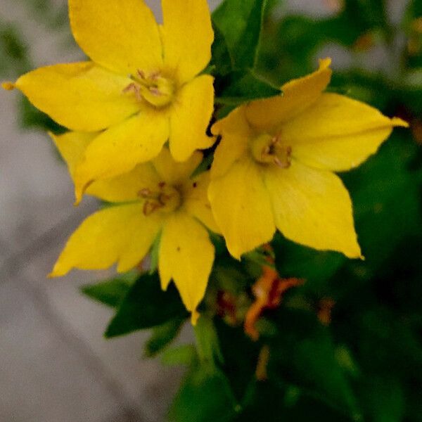 Lysimachia punctata फूल