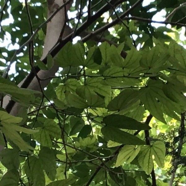 Bauhinia tomentosa Folha