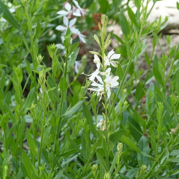 Oenothera lindheimeri Blad