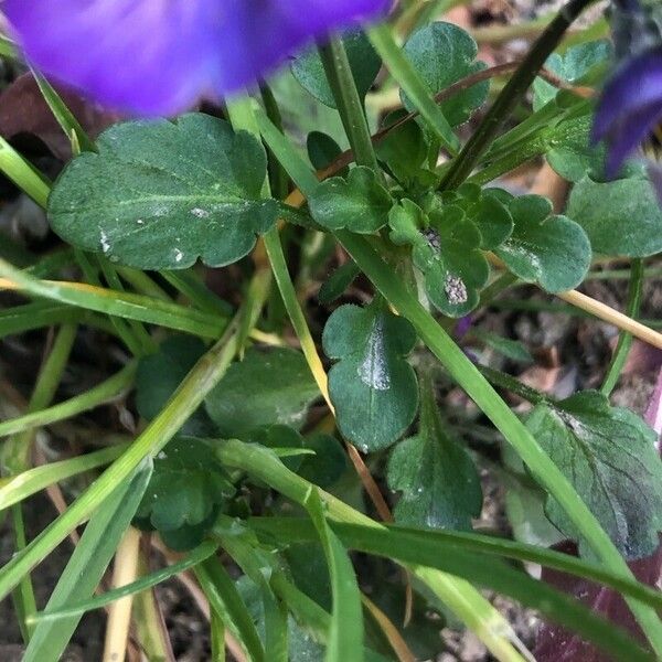 Viola lutea 叶