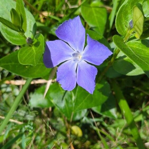 Vinca major Blomma