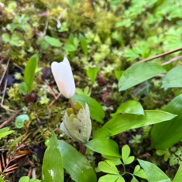 Sanguinaria canadensis Лист