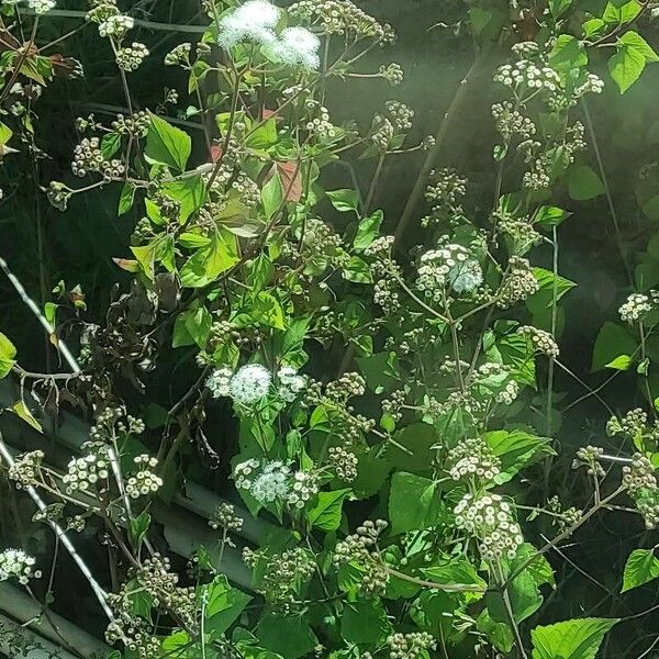 Ageratina adenophora Hàbitat