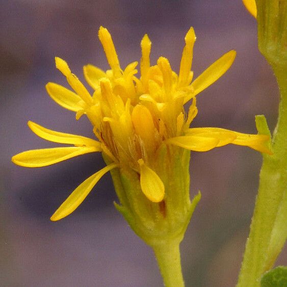 Solidago multiradiata ফুল