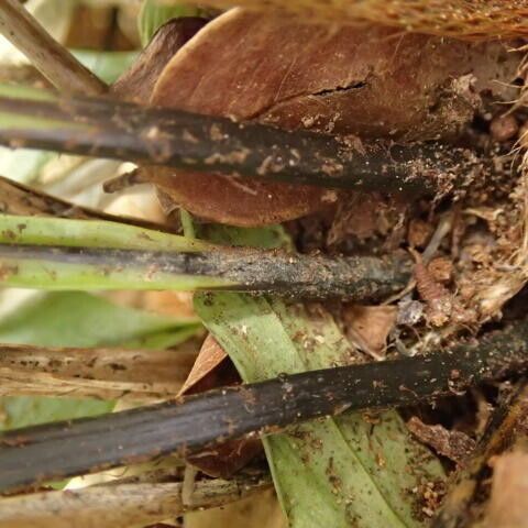 Asplenium africanum その他の提案