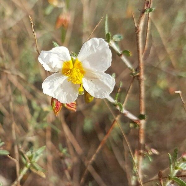 Helianthemum almeriense Λουλούδι