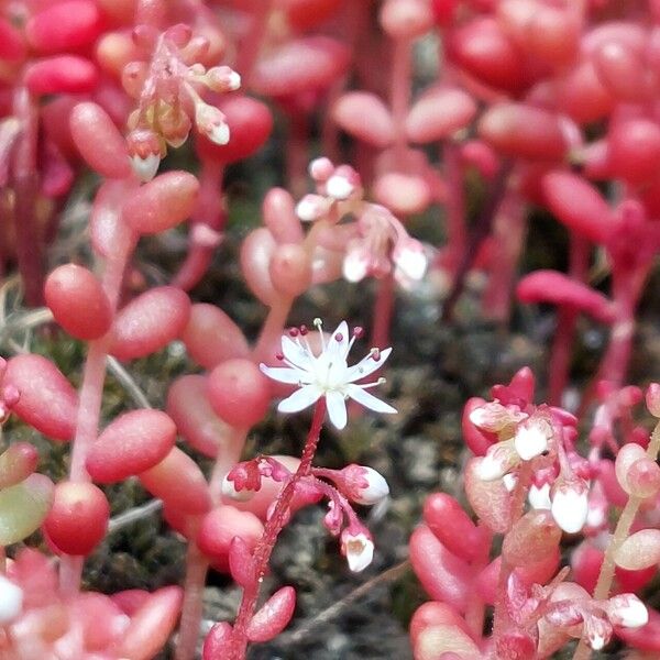Sedum caeruleum Λουλούδι