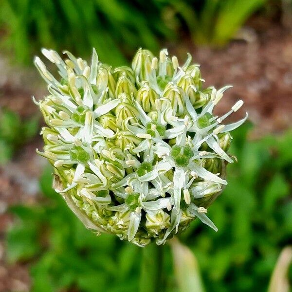 Allium cepa Flor