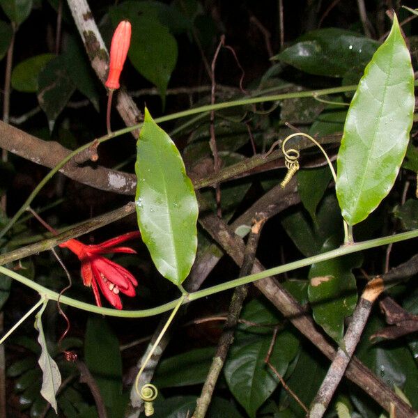 Passiflora glandulosa 葉